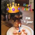 Ruwharige dwergteckel - fik (nijlen) 11