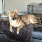 Shiba inu - bo (kampenhout, be) 11