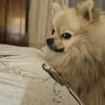 Spitz nain - liam 9