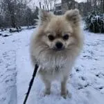 Spitz nain - liam 8