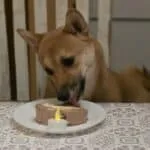 Shiba inu - bo (kampenhout, be) 9