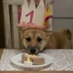 Shiba inu - bo (kampenhout, be) 10