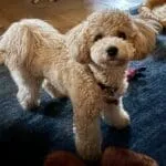 Maltipoo - suzie 17