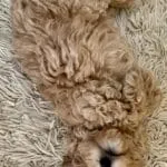 Maltipoo - suzie 16