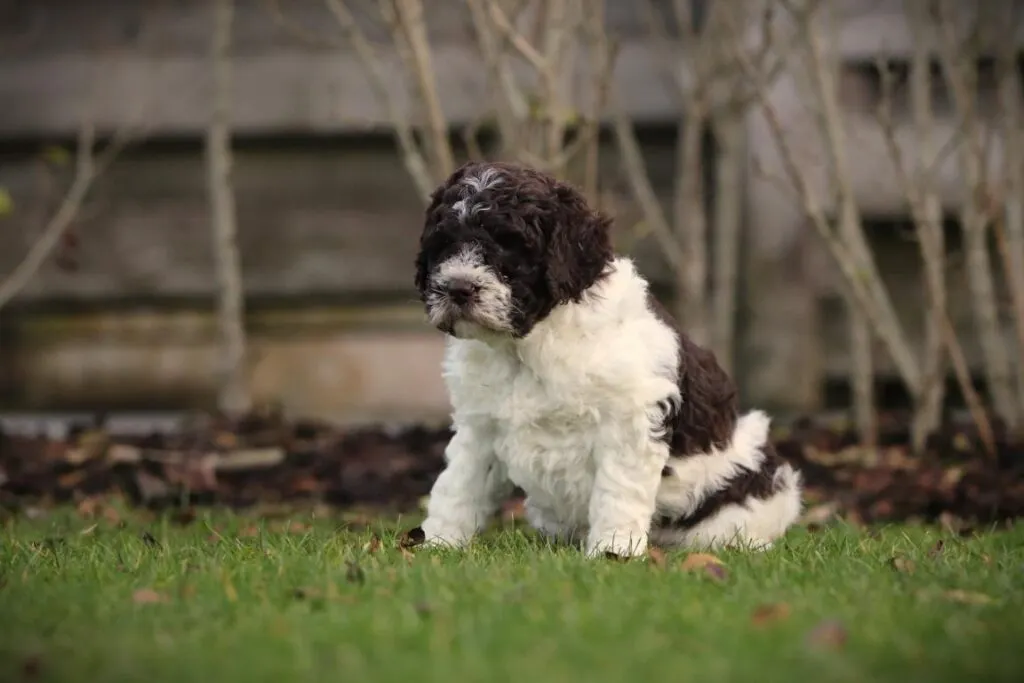lagotto romagnolo karakter