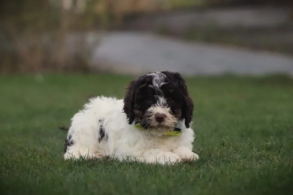 Italiaanse waterhond toont zijn alerte en vriendelijke karakter italiaanse waterhond
