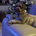 Lagotto romagnolo 3