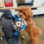 Maltipoo - billie 18
