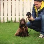Cocker spaniel anglais - yuki (ukkel, be) 15