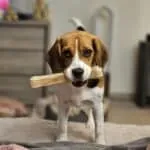 Beagle - luna 14
