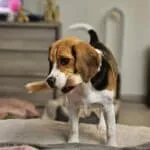 Beagle - luna 15 Felicitez moi