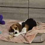 Beagle - luna 16
