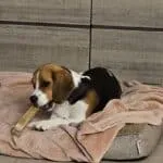 Beagle - luna 17