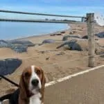 Beagle - maggy (ukkel, be) 18