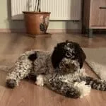 Lagotto romagnolo 2