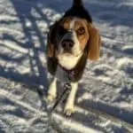 Beagle - maggy (ukkel, be) 19