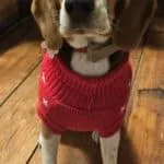Beagle - maggy (ukkel, be) 20