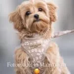 Maltipoo - nala 11