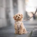 Maltipoo - nala 10
