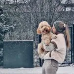 Cockapoo - zyo (putte, be) 25