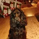 Cocker spaniel anglais - lucy (luxembourg) 8