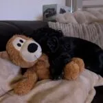 Cocker spaniel anglais - lucy (luxembourg) 7