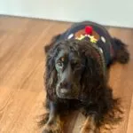 Cocker spaniel anglais - lucy (luxembourg) 9