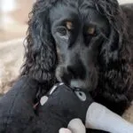 Cocker spaniel anglais - lucy (luxembourg) 10
