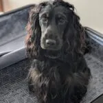 Cocker spaniel anglais - lucy (luxembourg) 11