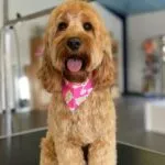 Cockapoo - bijou (west-vlaanderen) 17