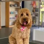 Cockapoo - bijou (west-vlaanderen) 18