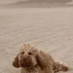 Cockapoo - bijou (west-vlaanderen) 19
