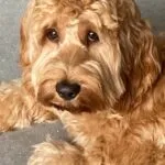 Cockapoo - bijou (west-vlaanderen) 21