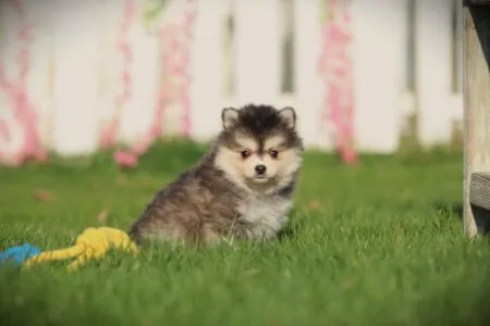 Pomsky puppy te koop