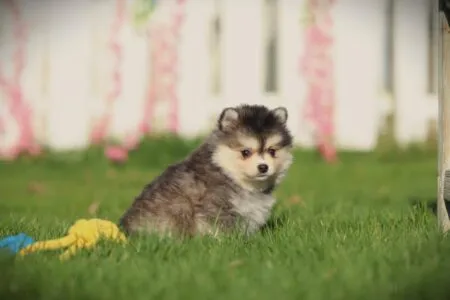 Pomsky puppy te koop