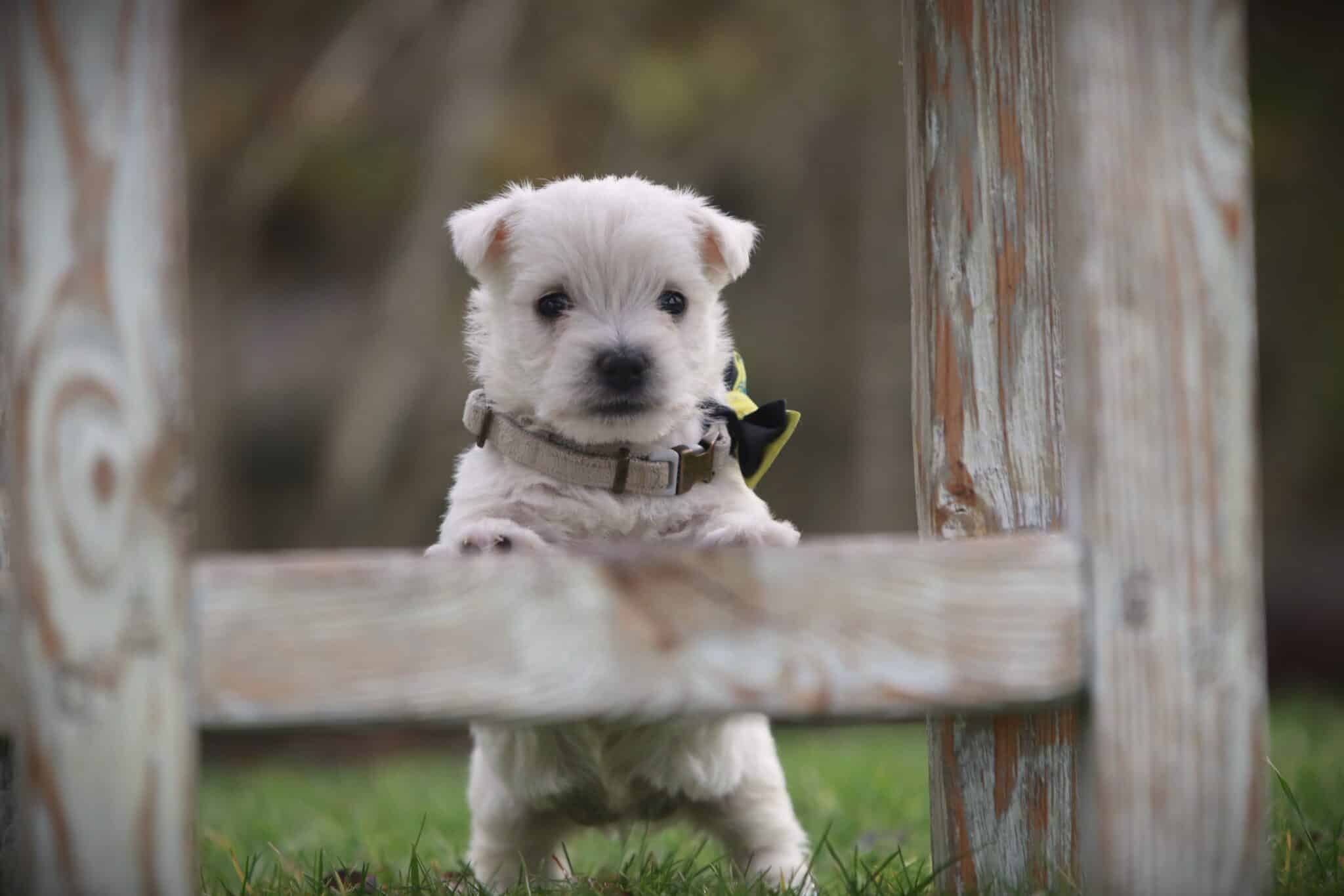 Westie verzorging en trimmen: de complete gids 1 Westie verzorging en trimmen