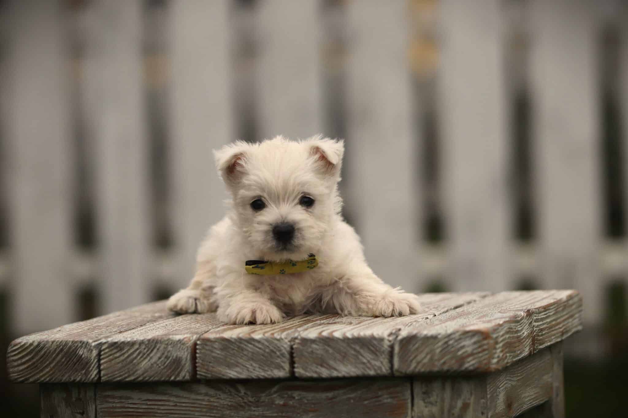 Westie verzorging en trimmen: de complete gids 6 Getrimde westie terriรซr