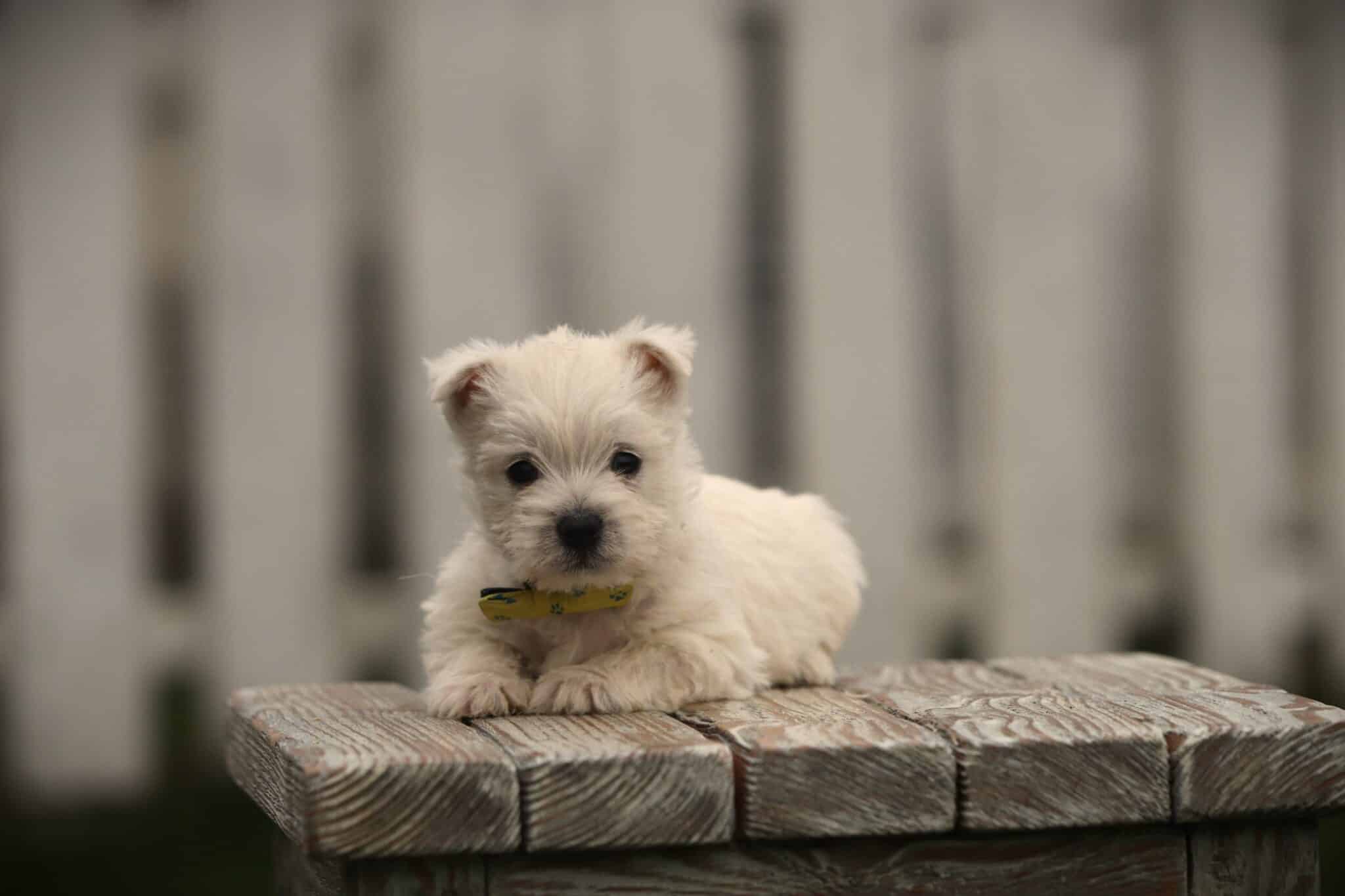 Westie verzorging en trimmen: de complete gids 2 Westie verzorging en trimmen