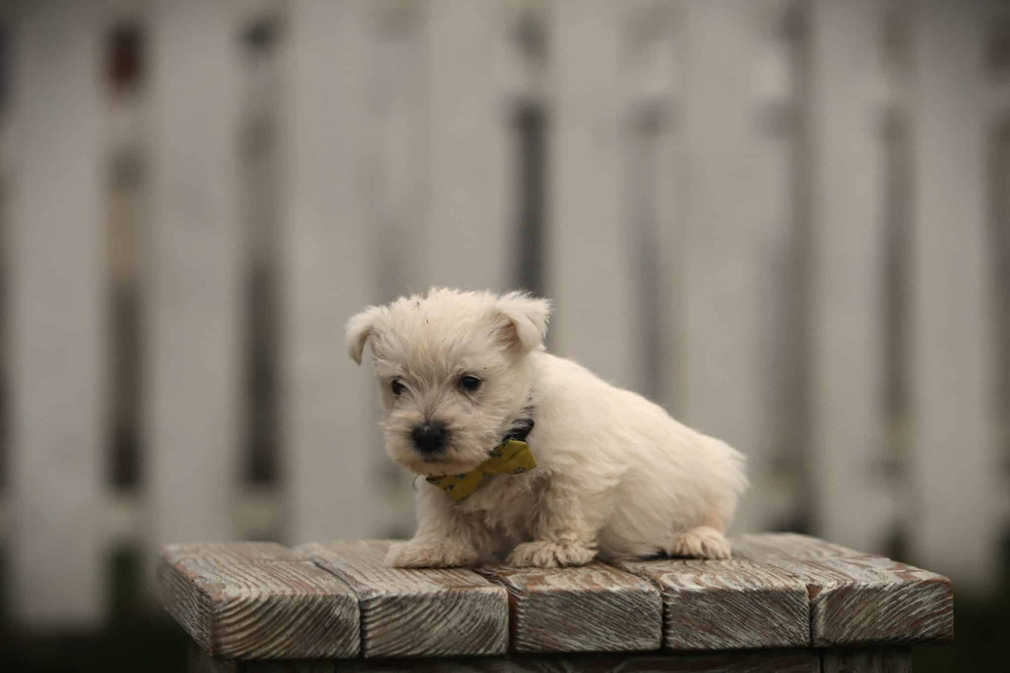 Westie verzorging en trimmen: de complete gids 4 West highland white terrier verzorging