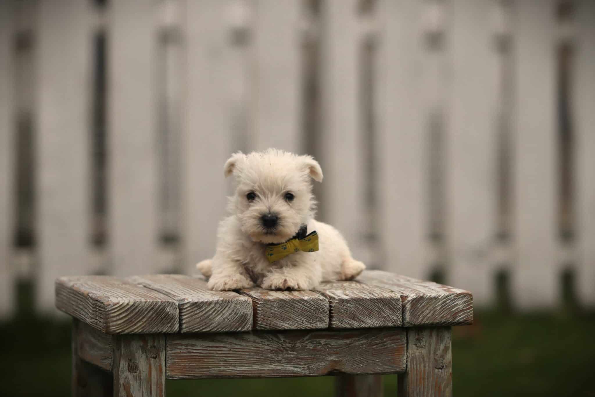 Westie verzorging en trimmen: de complete gids 3 Westie vacht na het trimmen