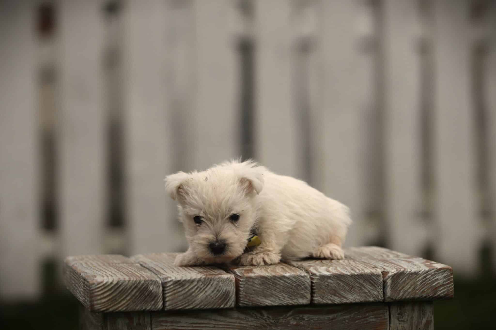 West highland white terrier: the complete guide to the westie 5 White westie terrier with typical coat