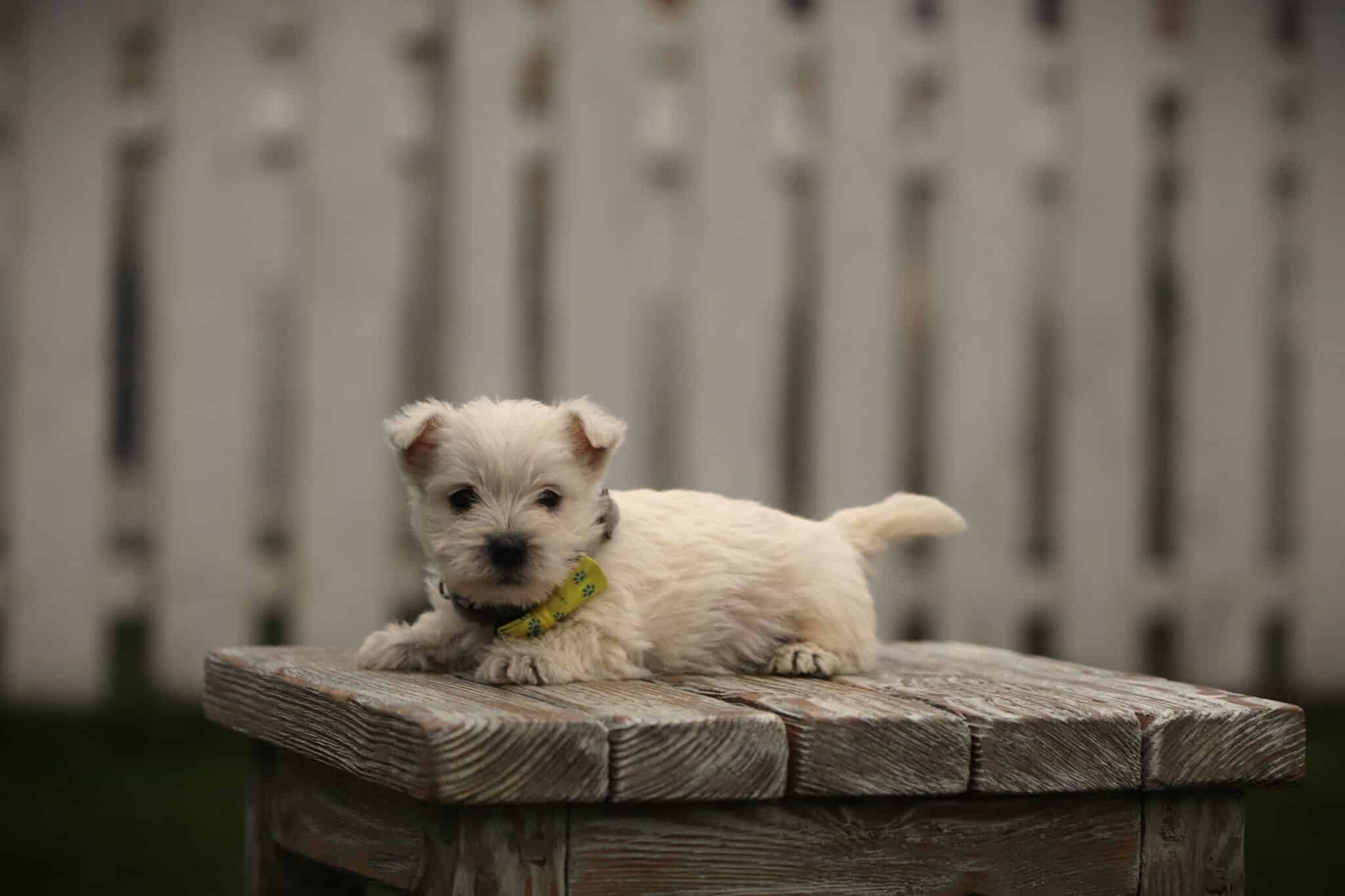 West highland white terrier: the complete guide to the westie 4 Westie puppy at woefkesranch
