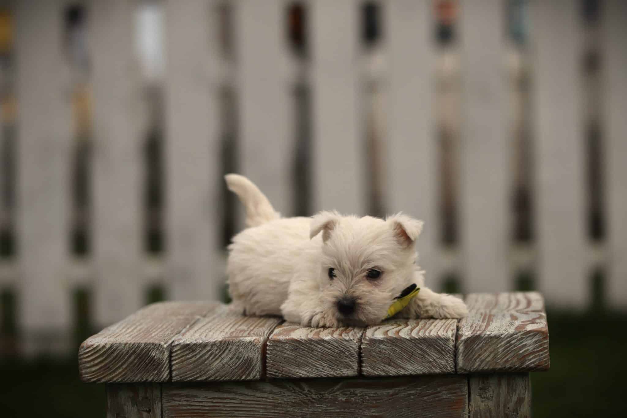 West highland white terrier: the complete guide to the westie 3 West highland white terrier in the garden