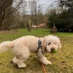 Labradoodle - joost (brussel, be) 6