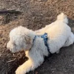 Labradoodle - joost (brussel, be) 5