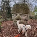 Labradoodle - joost (brussel, be) 4