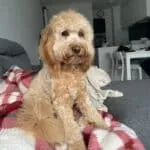 Cockapoo - basile 20