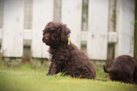 Lagotto Romagnolo puppy te koop