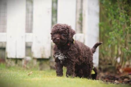 Lagotto Romagnolo puppy te koop