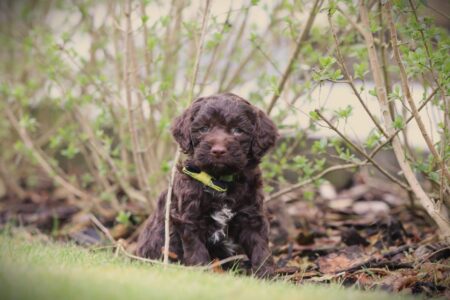 Lagotto Romagnolo puppy te koop